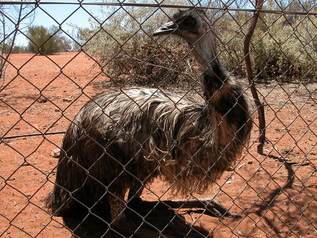 10 Kings Canyon, the Olgas og Ayers Rock